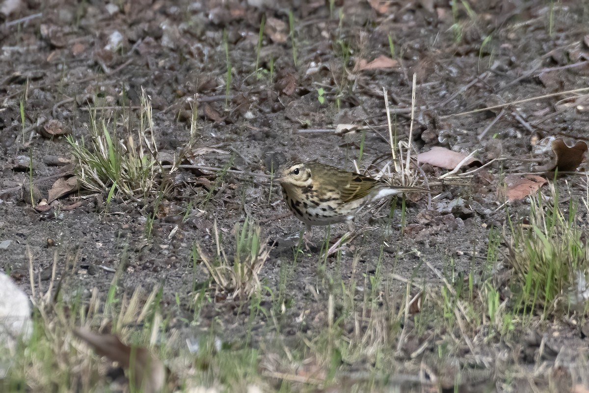 Olive-backed Pipit - ML645378513