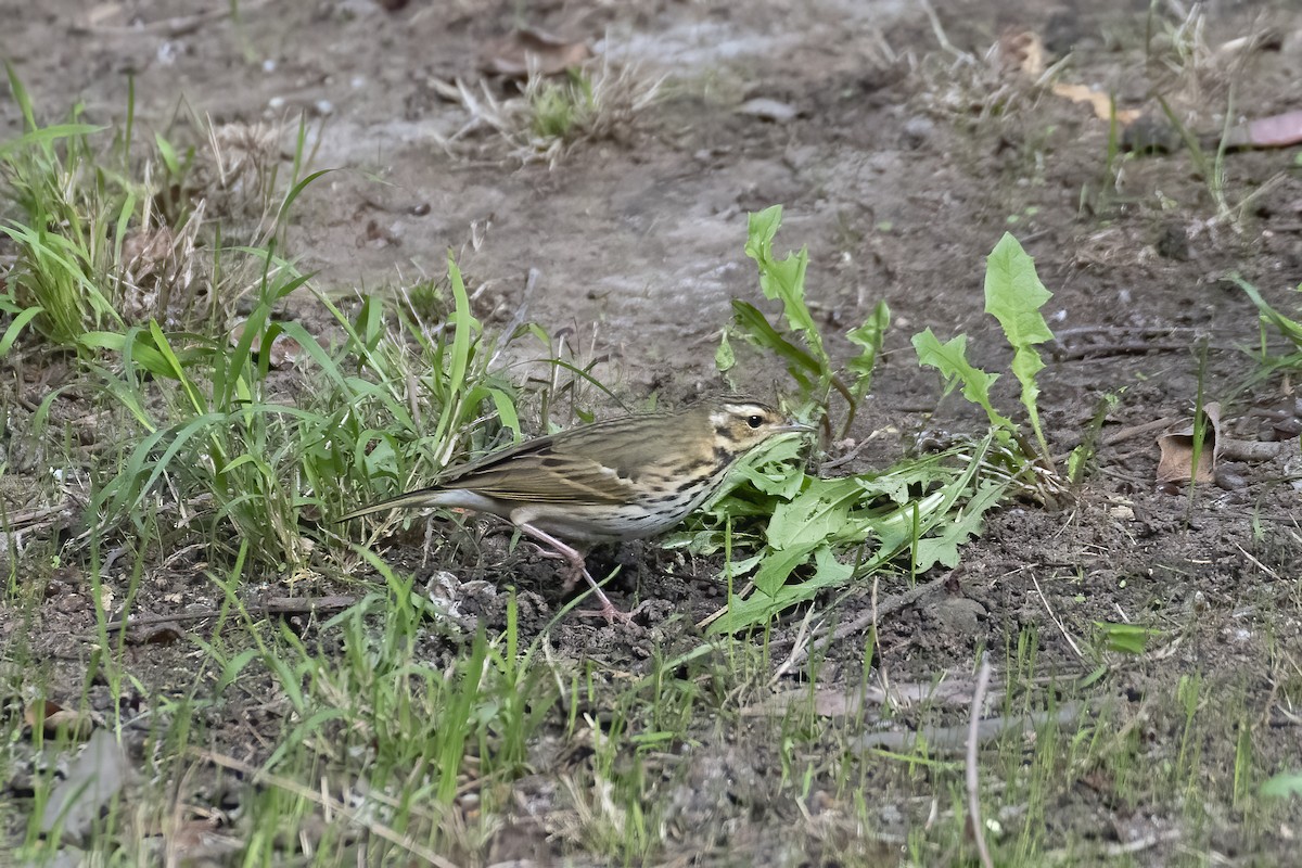 Olive-backed Pipit - ML645378514