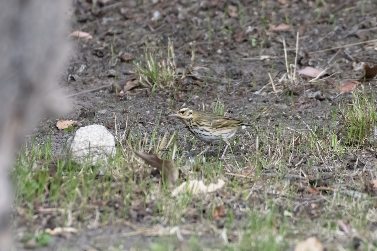 Olive-backed Pipit - ML645378515