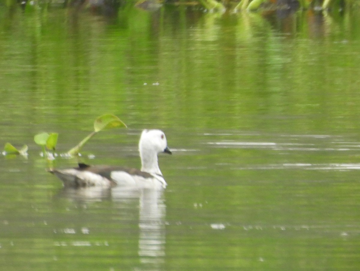 Coromandelgo antzaratxoa - ML645378527