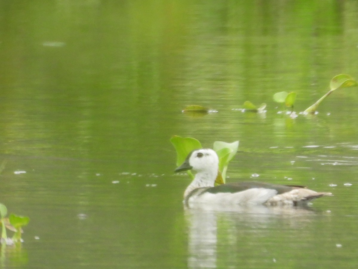 Coromandelgo antzaratxoa - ML645378528