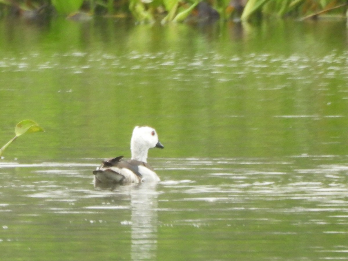 Coromandelgo antzaratxoa - ML645378529