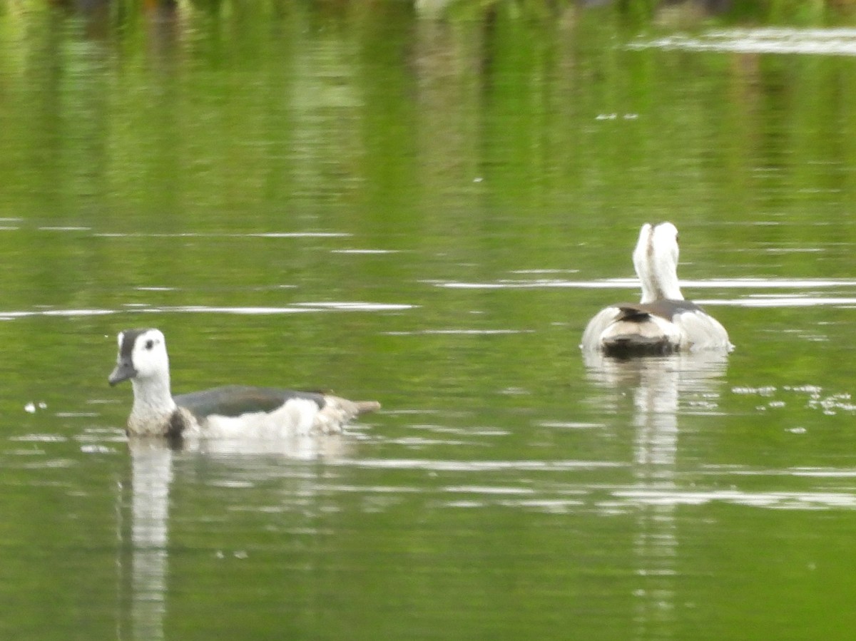 Coromandelgo antzaratxoa - ML645378530