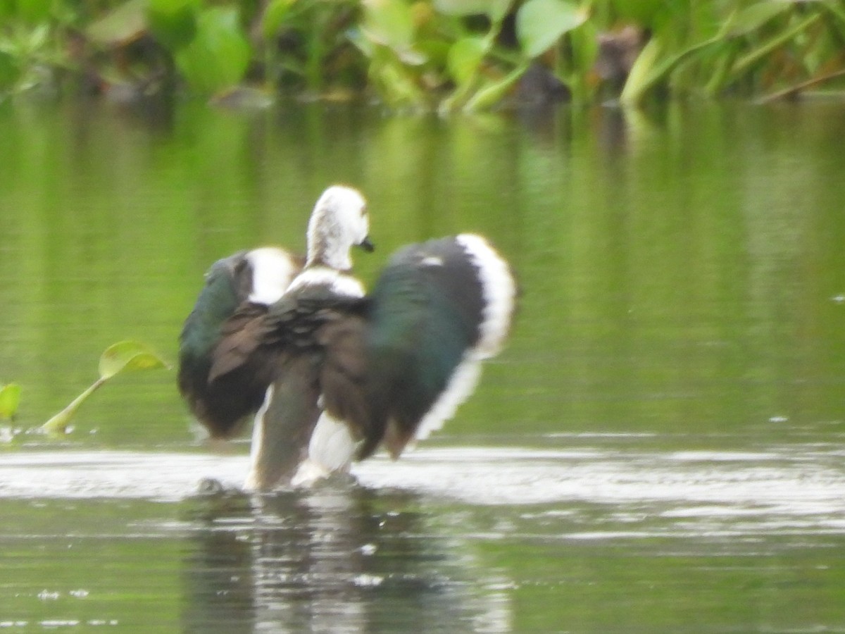 Coromandelgo antzaratxoa - ML645378531