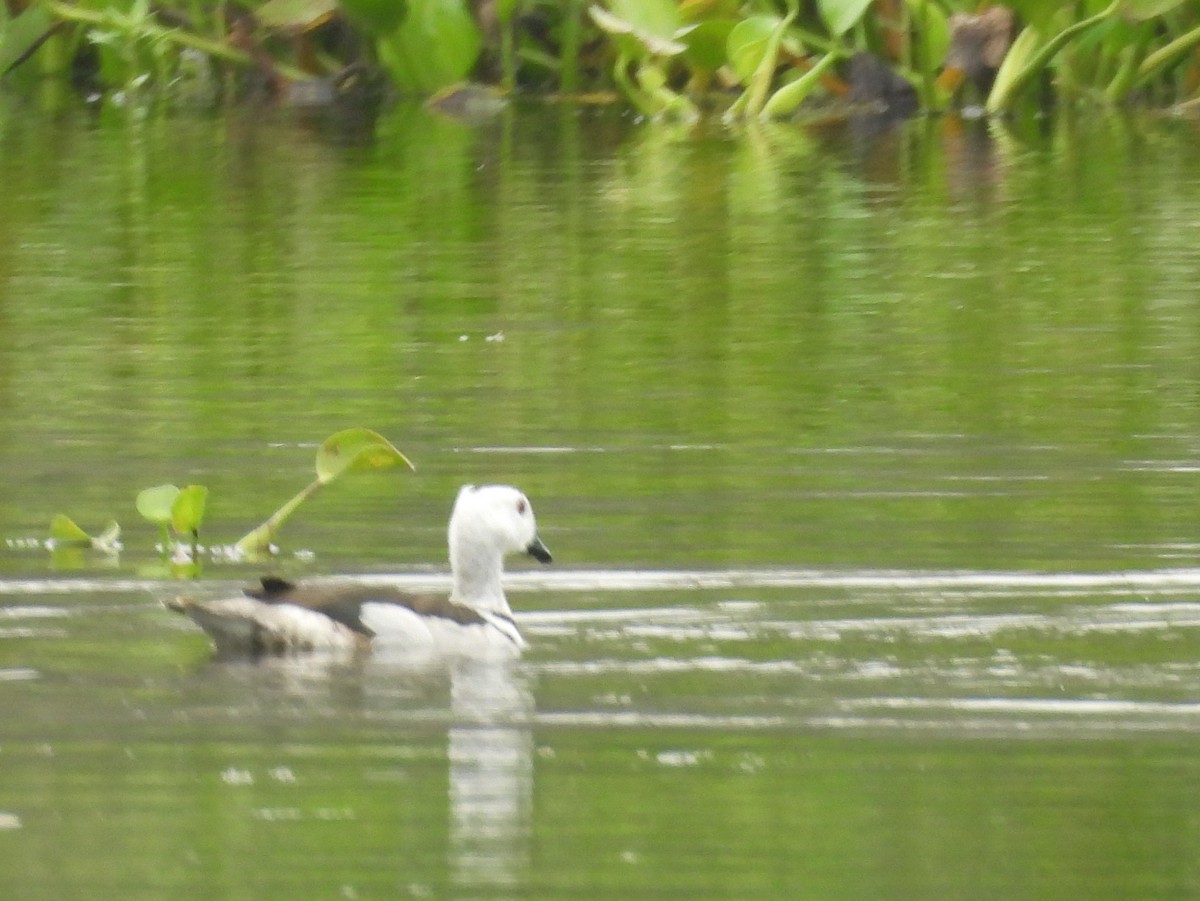 Coromandelgo antzaratxoa - ML645378532