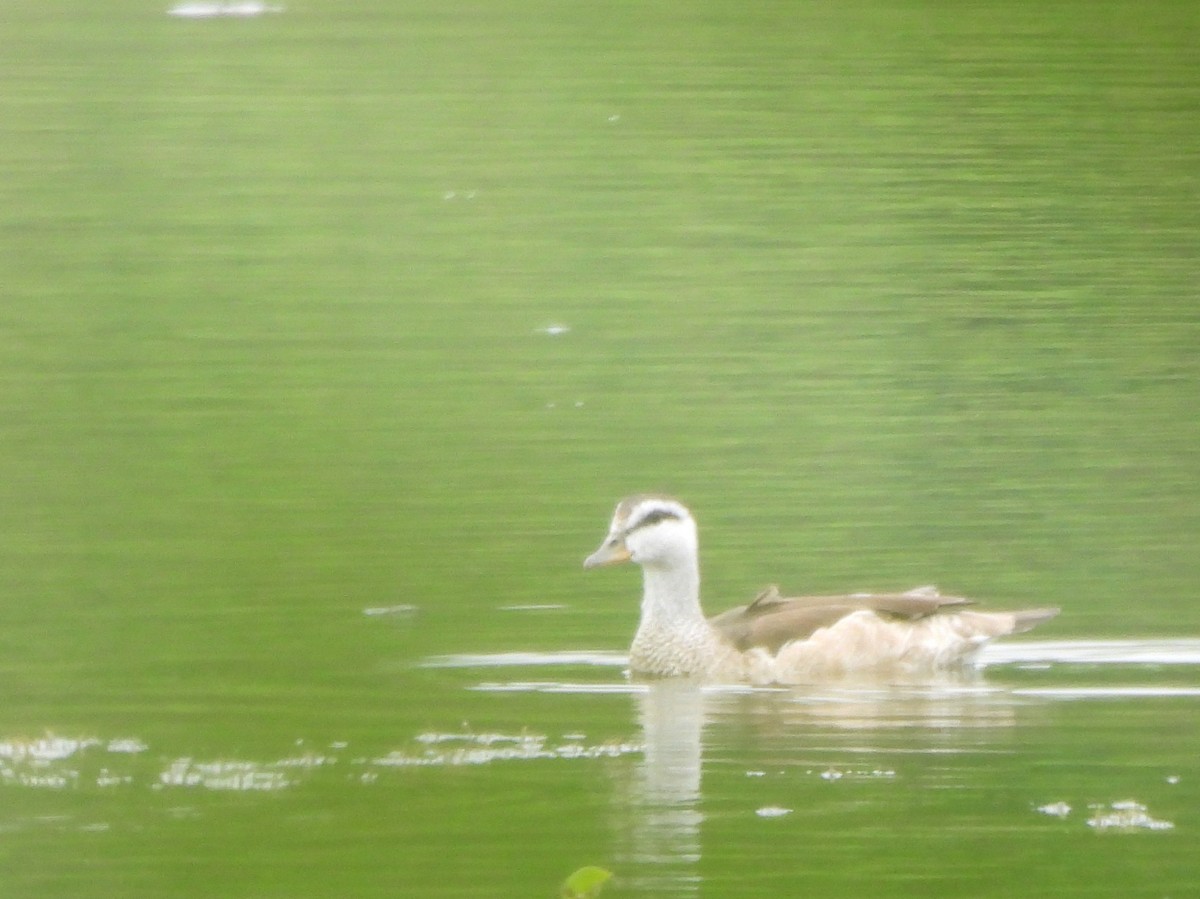 Coromandelgo antzaratxoa - ML645378533