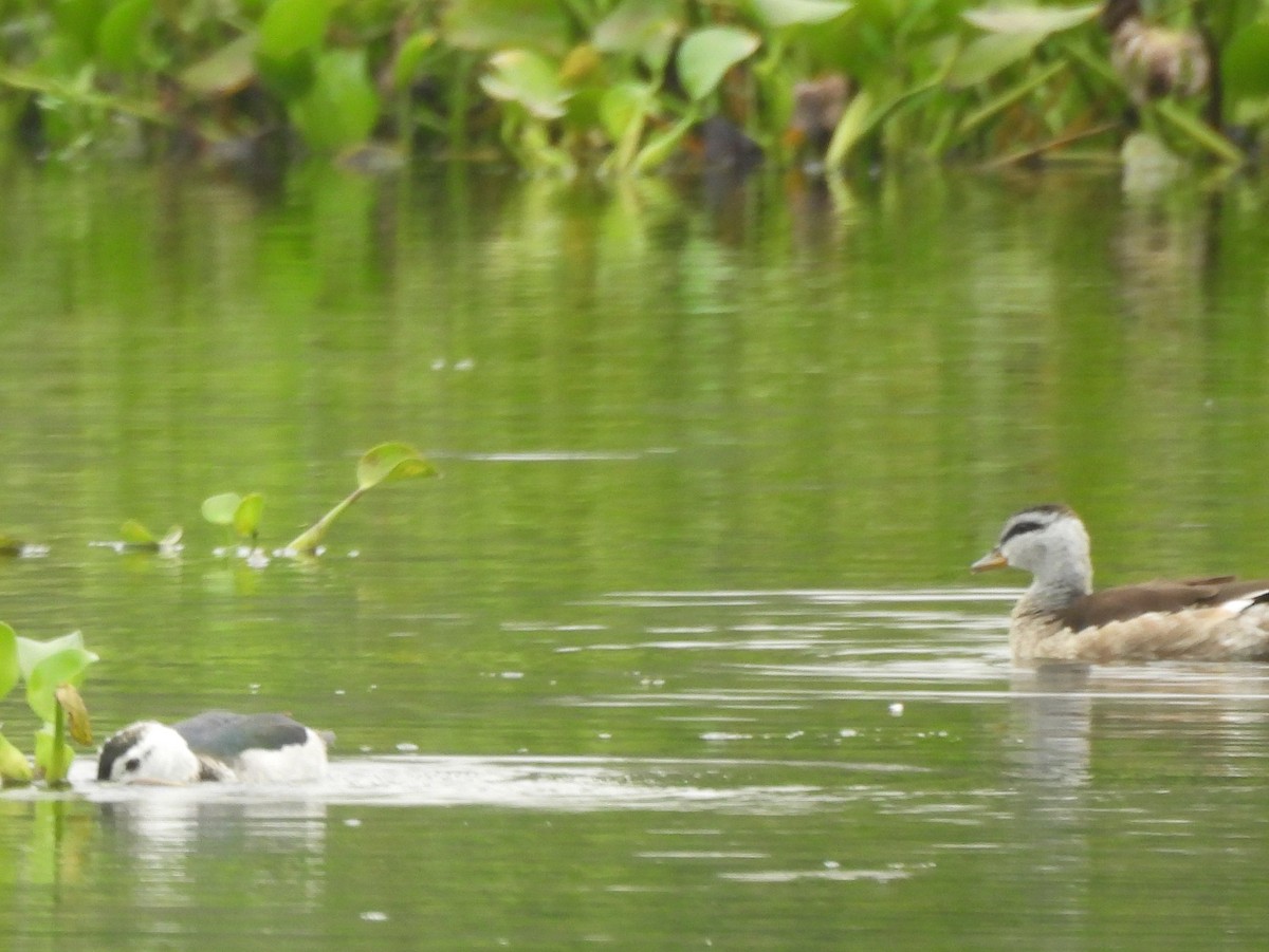 Coromandelgo antzaratxoa - ML645378534