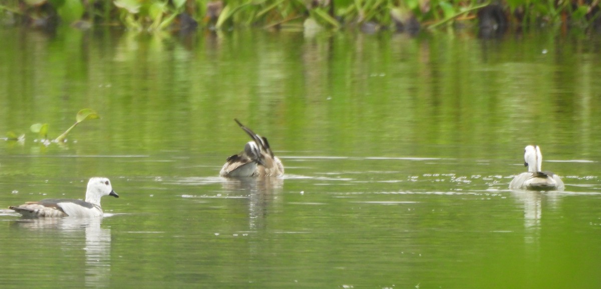 Coromandelgo antzaratxoa - ML645378535