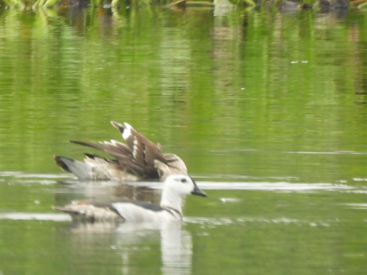 Coromandelgo antzaratxoa - ML645378536