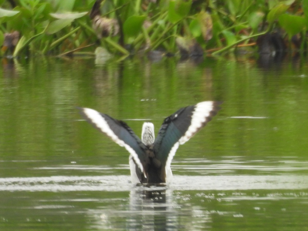 Coromandelgo antzaratxoa - ML645378537