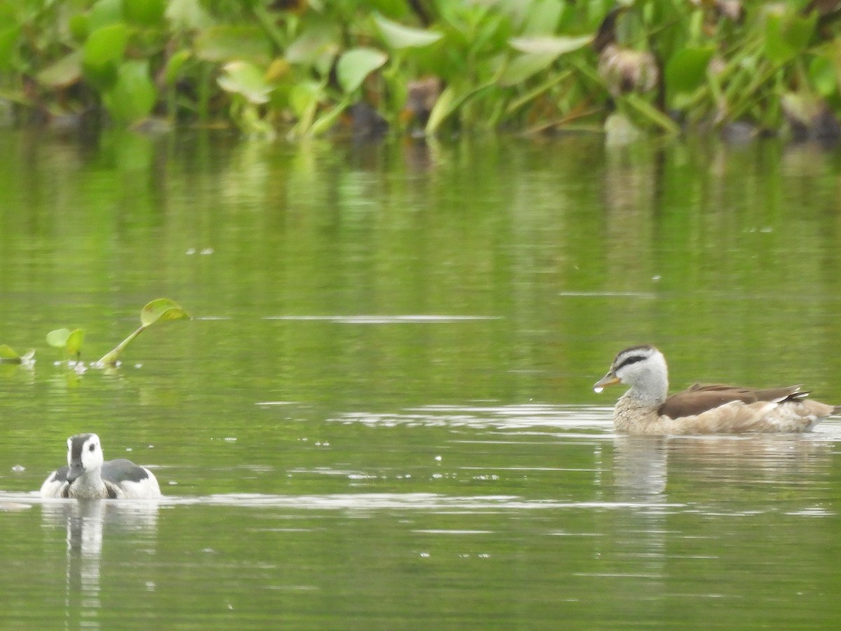 Coromandelgo antzaratxoa - ML645378538