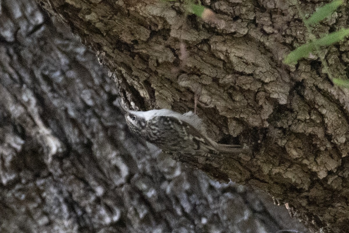 Brown Creeper - ML645378541