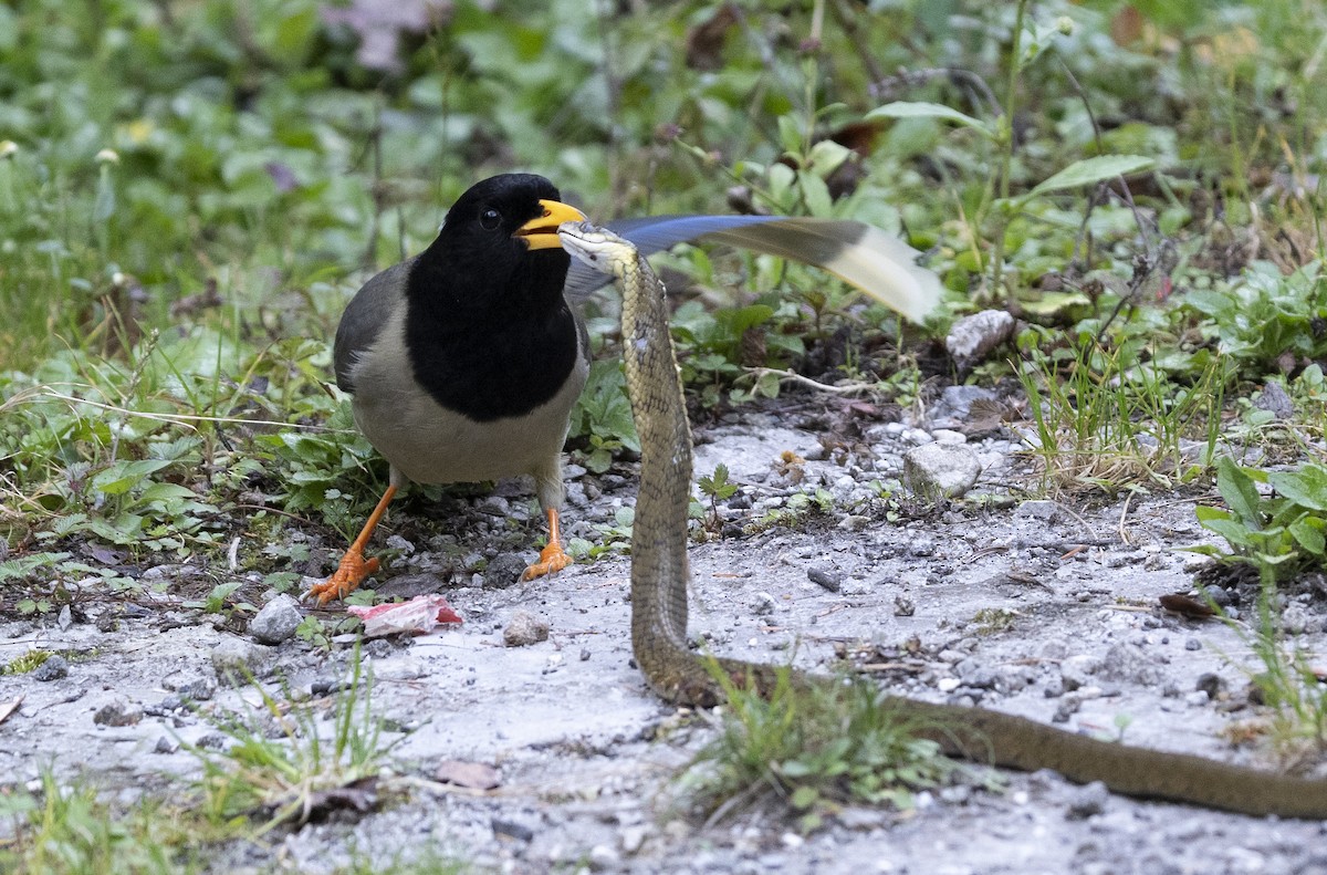 Yellow-billed Blue-Magpie - ML645378543