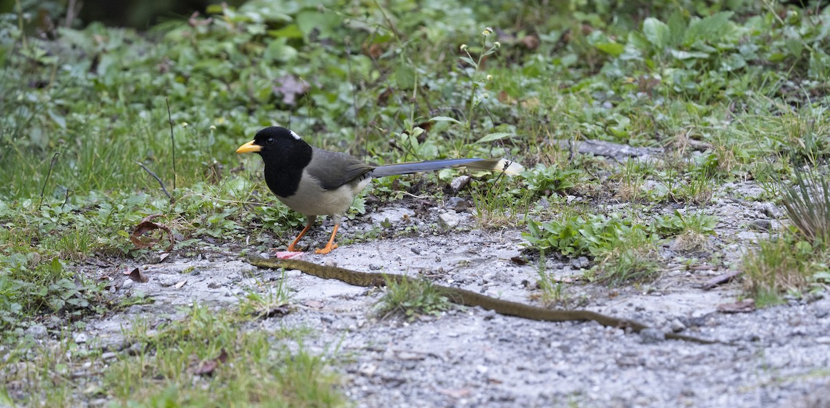 Yellow-billed Blue-Magpie - ML645378544