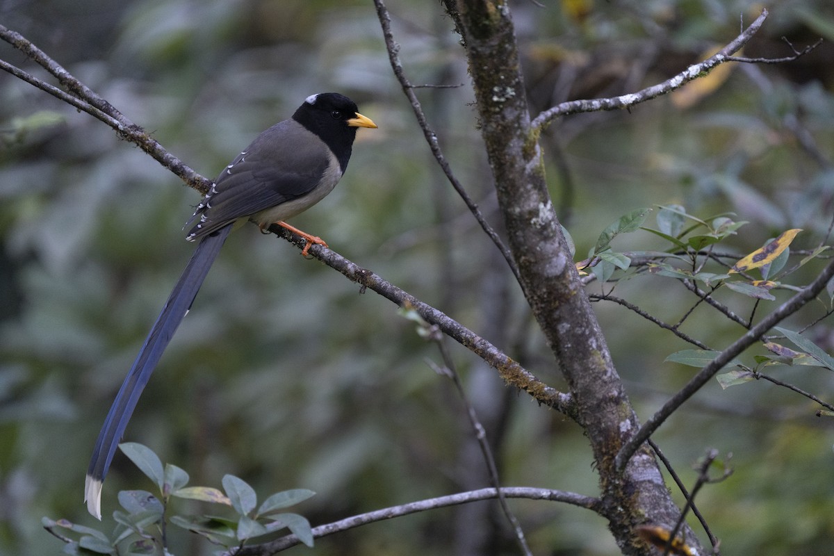 Yellow-billed Blue-Magpie - ML645378545