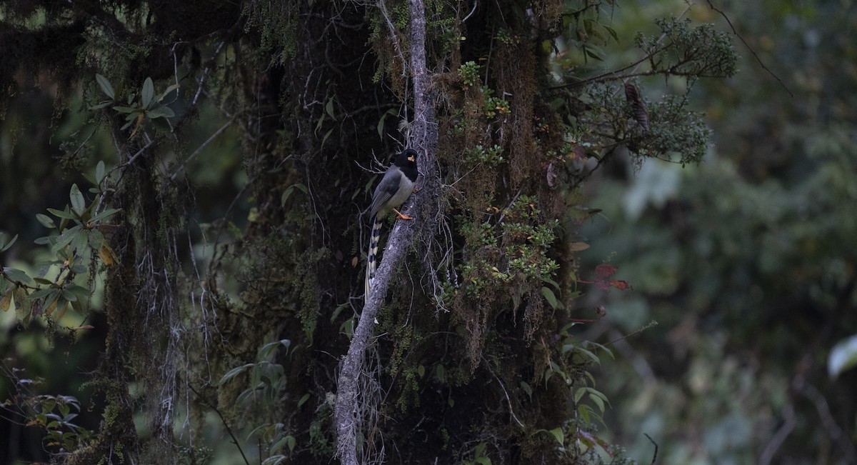 Yellow-billed Blue-Magpie - ML645378546