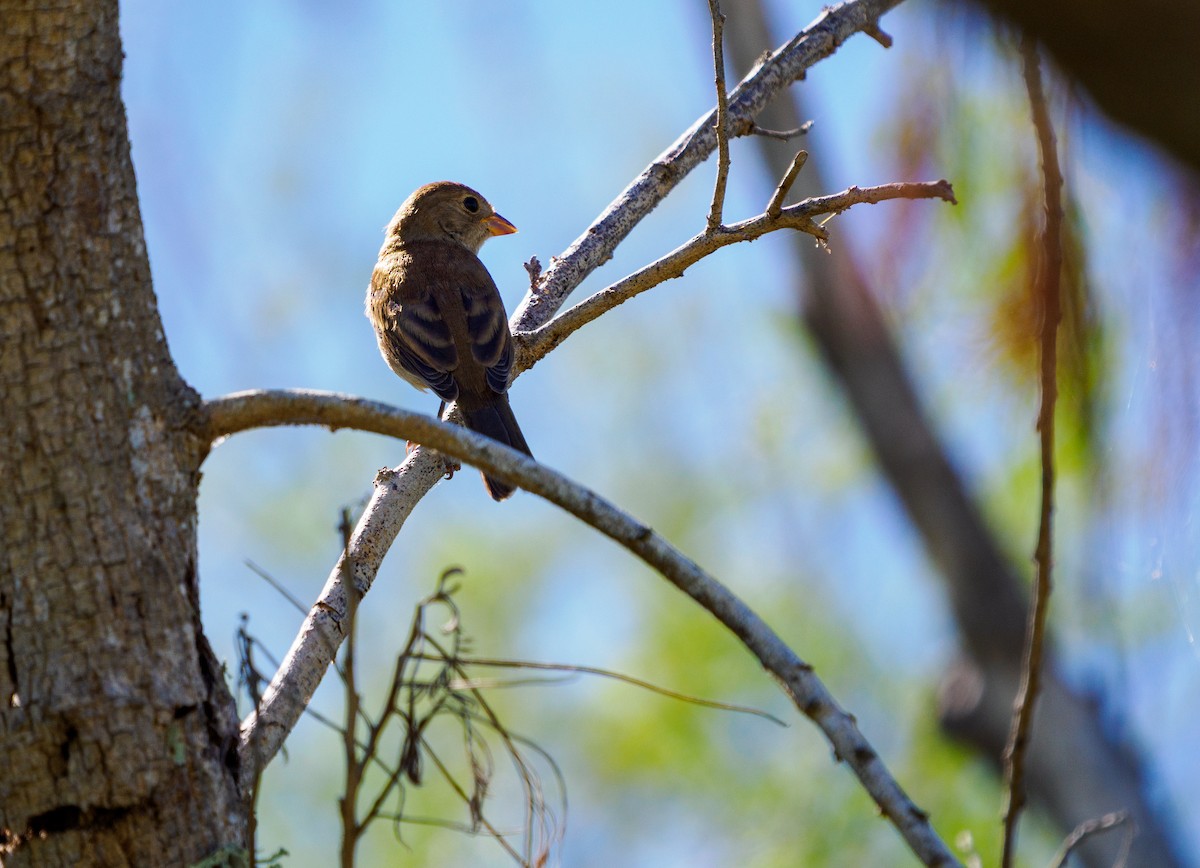 Индиговый колорин - ML645378547