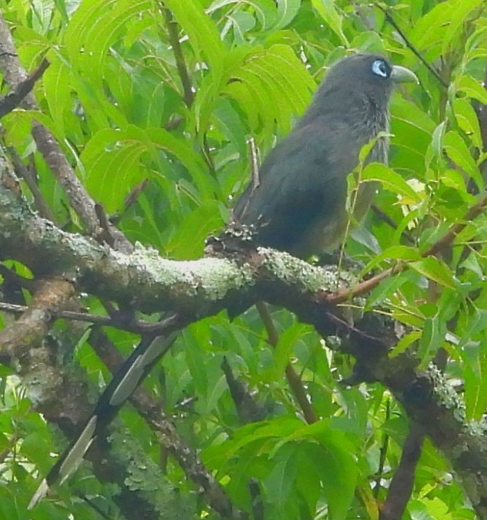 Blue-faced Malkoha - ML645378559