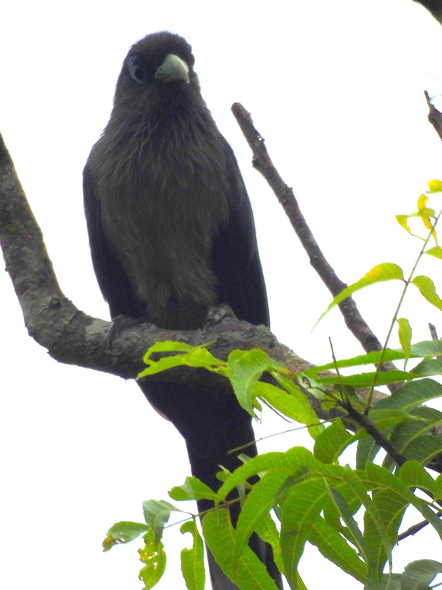 Blue-faced Malkoha - ML645378560