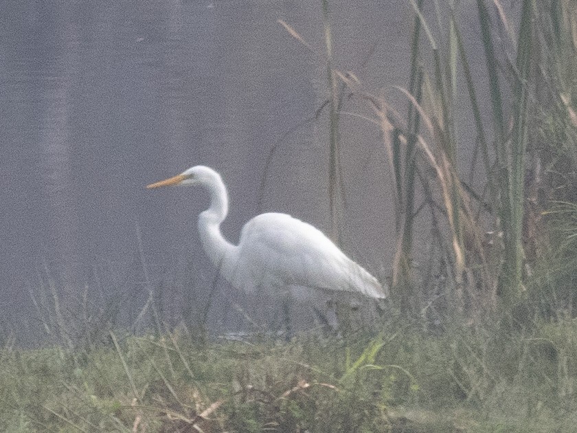 Great Egret - ML645378583