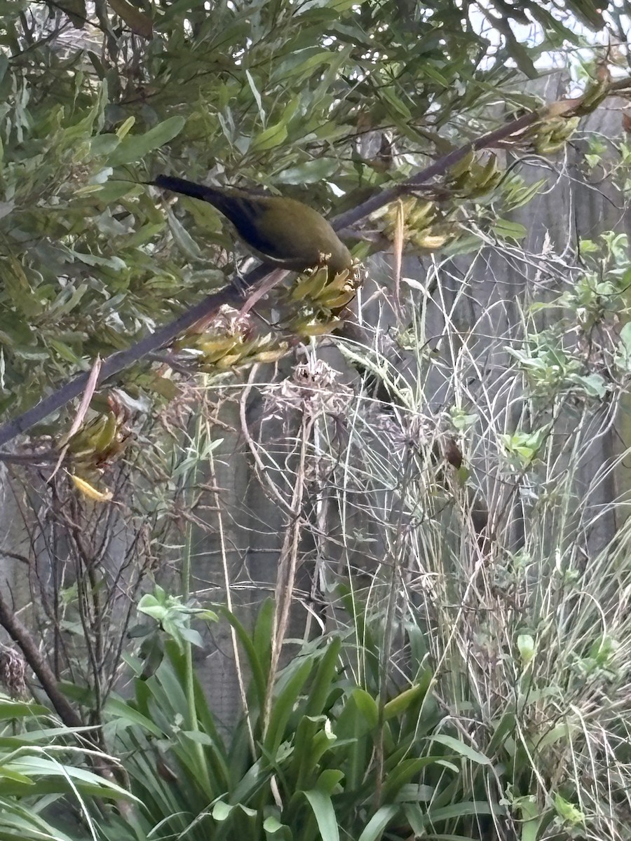 New Zealand Bellbird - ML645378634
