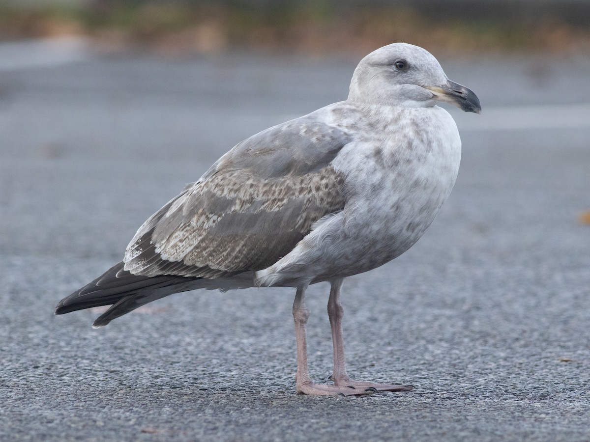 Western Gull - ML645378697