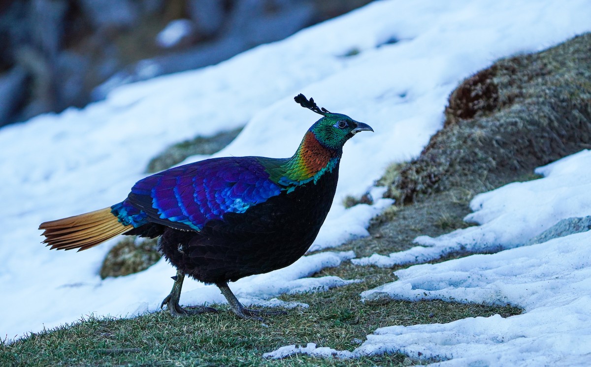 Himalayan Monal - ML645378709