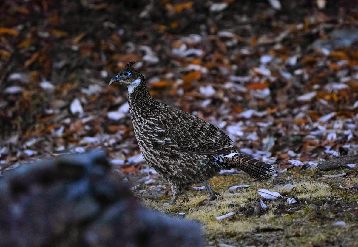 Himalayan Monal - ML645378710