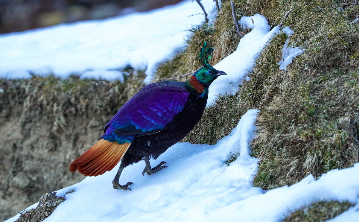 Himalayan Monal - ML645378711