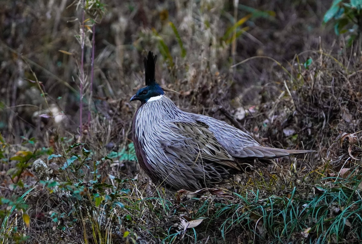 bažant chocholatý - ML645378742
