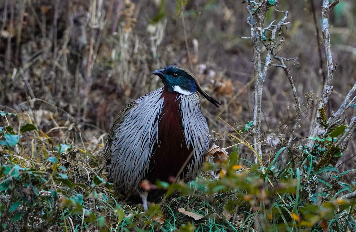 bažant chocholatý - ML645378743