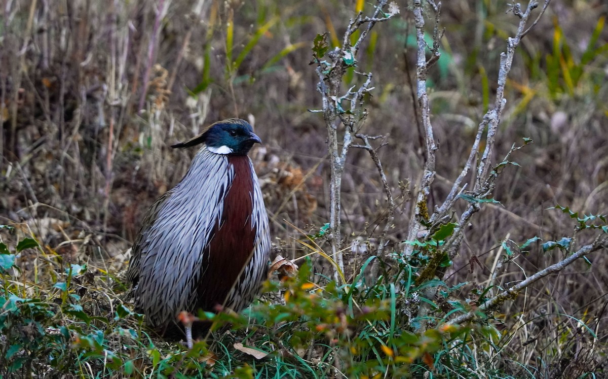 bažant chocholatý - ML645378744