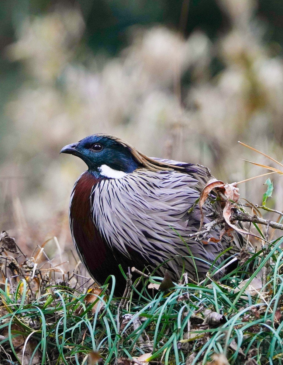 bažant chocholatý - ML645378745