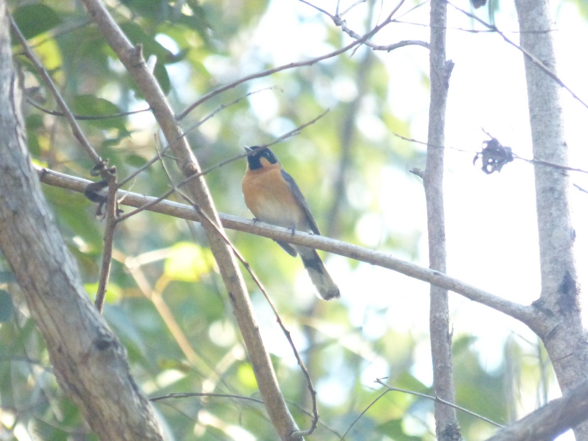 Monarca de Anteojos Australiano - ML645378750