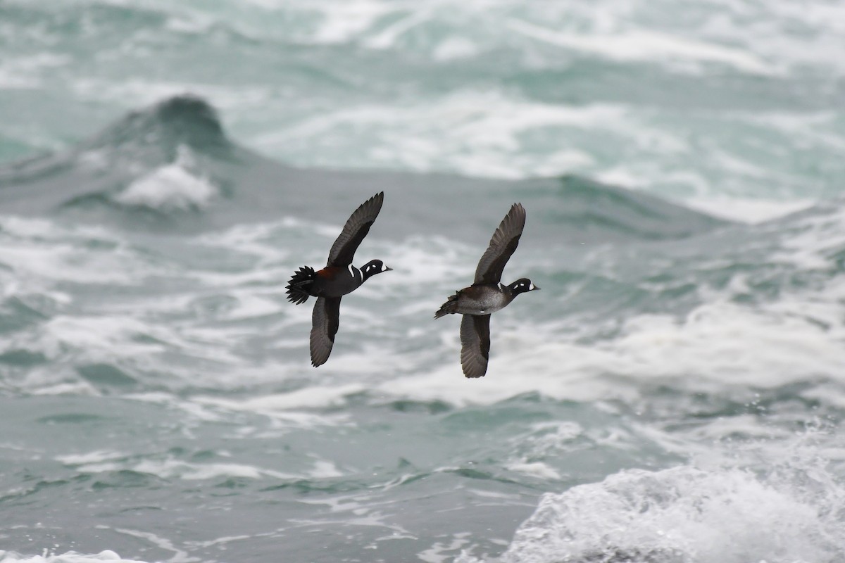 Harlequin Duck - ML645378759