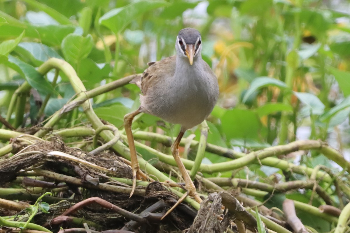 White-browed Crake - ML645378761