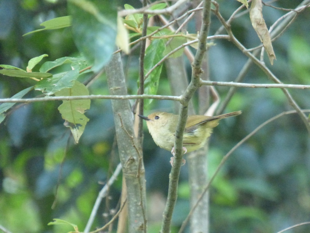 Sedosito Picudo - ML645378764