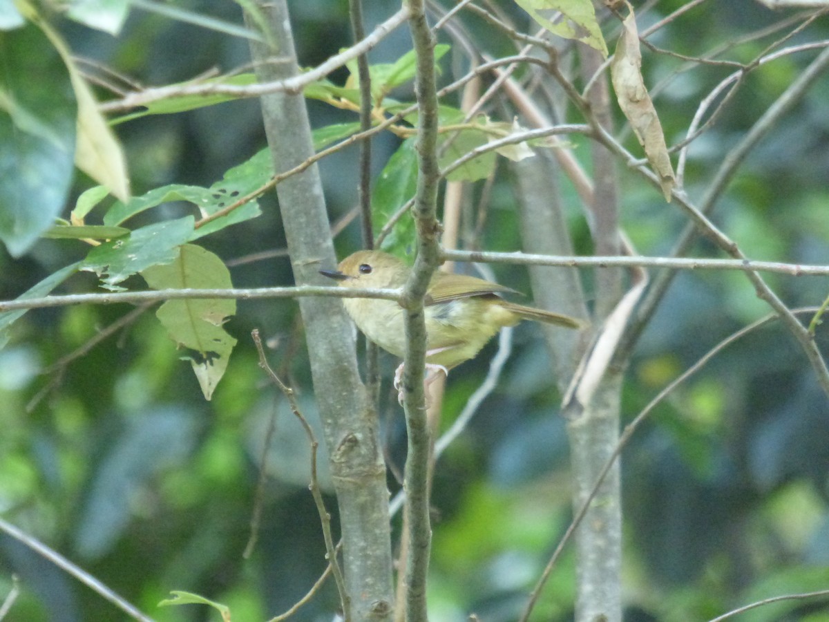 Sedosito Picudo - ML645378765