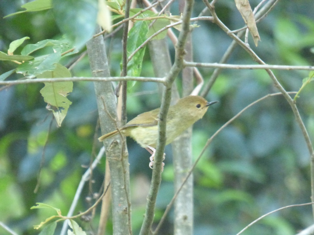 Sedosito Picudo - ML645378766