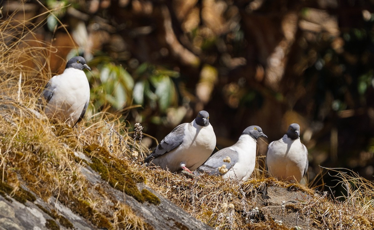 Snow Pigeon - ML645378772