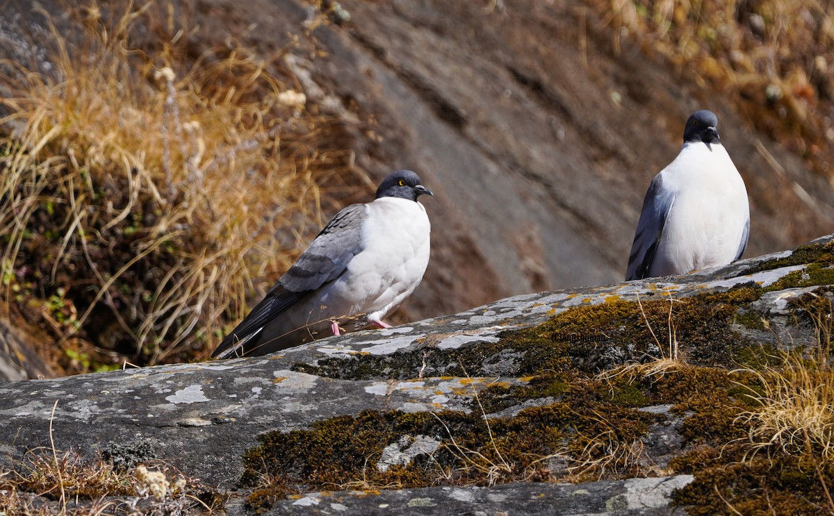 Snow Pigeon - ML645378773