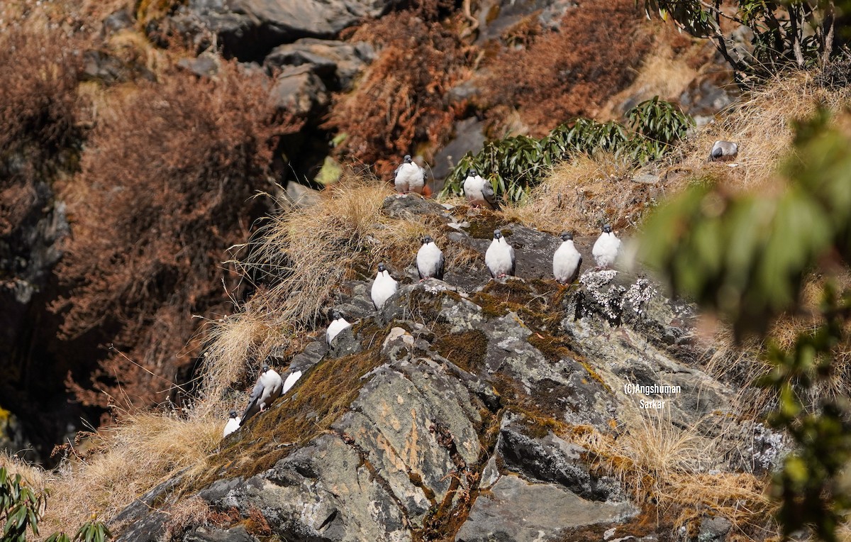 Snow Pigeon - ML645378774