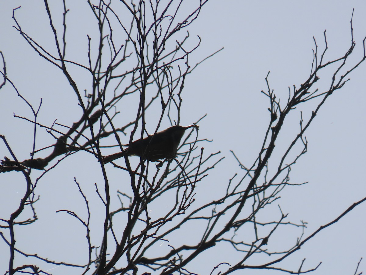 Eastern Spinebill - ML645378780