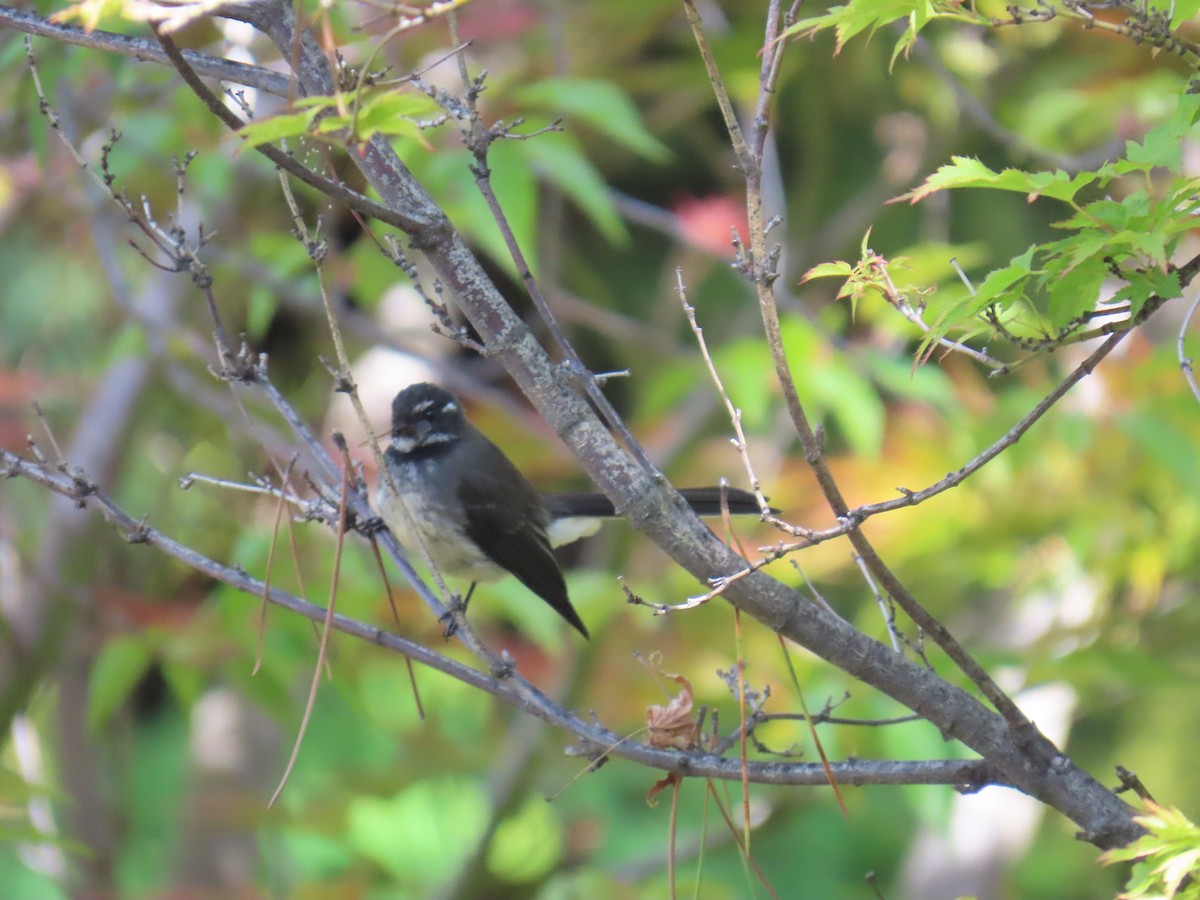 Gray Fantail - ML645378799