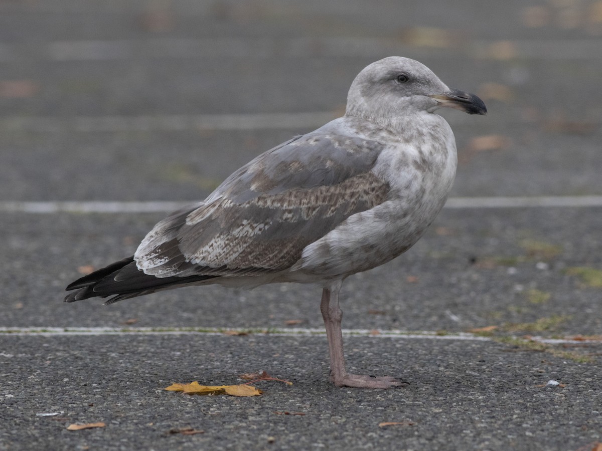 Western Gull - ML645378803