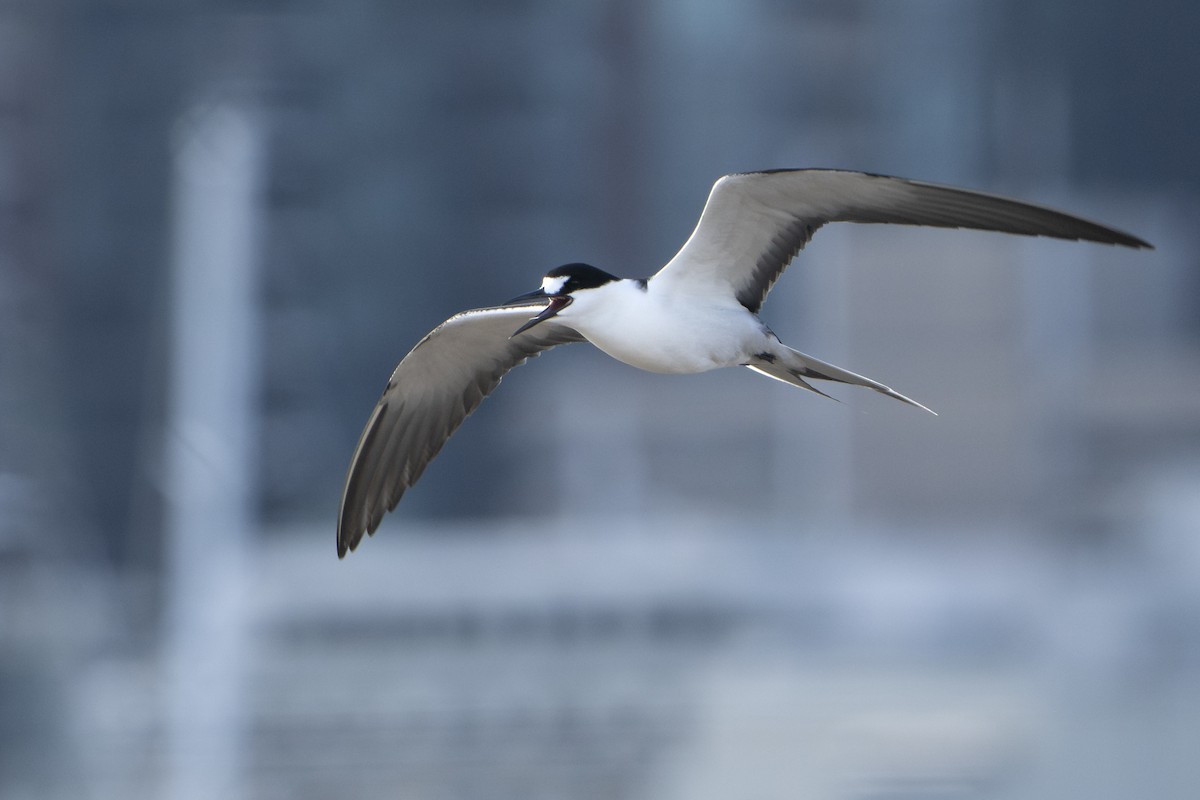 Sooty Tern - ML645378806