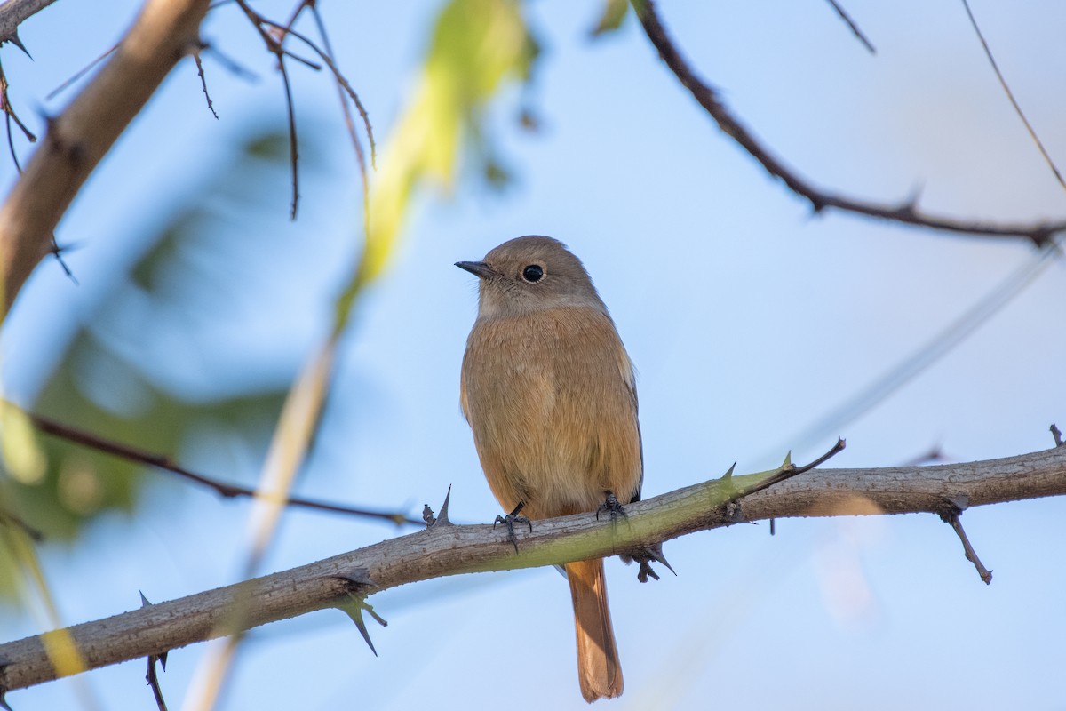 חכלילית סיבירית - ML645378807