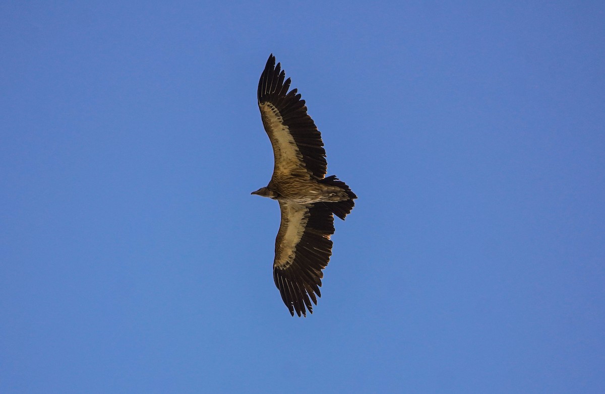 Himalayan Griffon - ML645378808