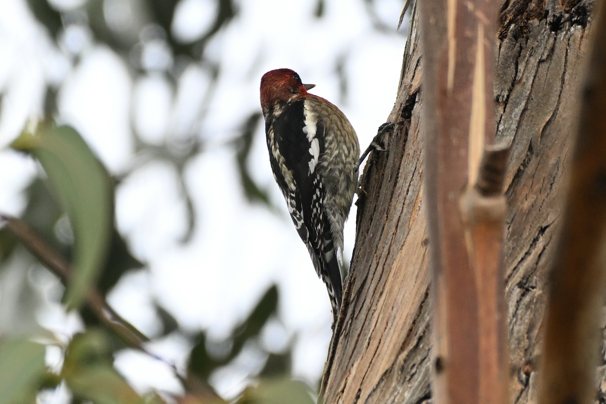 Red-breasted Sapsucker - ML645378811