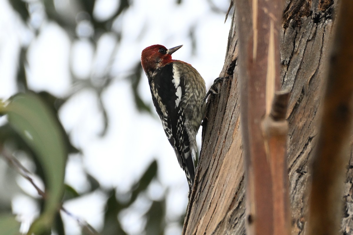 Red-breasted Sapsucker - ML645378812